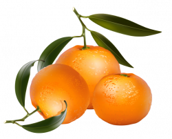 Clip Art of Citrus Fruit: Oranges | jean savoy | Pinterest | Citrus ...