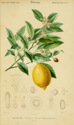 fruits-01485 - Lemon Citrus limonium Lemon tree Citrus limon ...