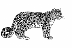 Snow Leopard Illustration Clipart Free Stock Photo - Public Domain ...