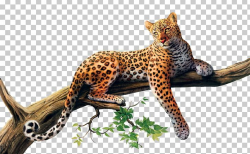 African Leopard Cheetah Tree Drawing Desktop PNG, Clipart ...