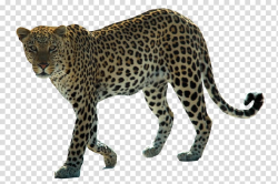 Snow leopard Arabian leopard African leopard Felidae ...