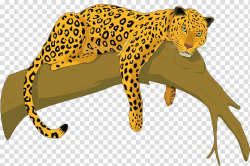 Cheetah Amur leopard Felidae , leopard transparent ...