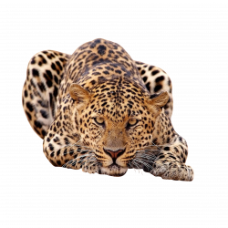 Amur leopard African leopard Felidae Tiger - leopard png ...