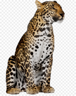 Snow leopard Arabian leopard African leopard Felidae ...