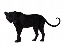 Leopard Black Attention Face PNG Image - Picpng