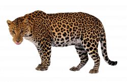 Leopard Clip art - Leopard png download - 3023*1963 - Free ...