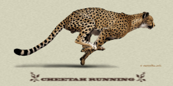 Download cheetahs running drawing clipart Leopard Drawing ...