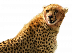 Cheetah PNG Transparent Image - PngPix