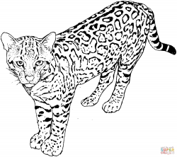 Free Leopard Coloring Pages, Download Free Clip Art, Free ...