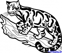 How to Draw a Clouded Leopard, Clouded Leopard, Step by Step ...
