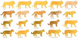 Strange Biology • apriki: The Panthera family, more commonly...