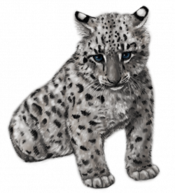 How To Draw A Cute Cartoon Snow Leopard - Best Leopard 2017