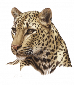 Leopard PNG Transparent Free Images | PNG Only