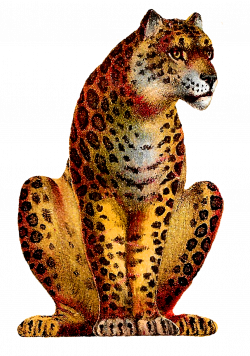 Antique Images: Vintage Leopard Big Cat Image Clip Art Animal ...