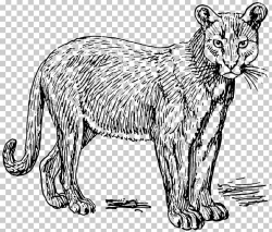 Cougar Puma Leopard PNG, Clipart, Animals, Artwork, Big Cats ...