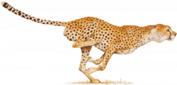 running cheetah clipart - OurClipart