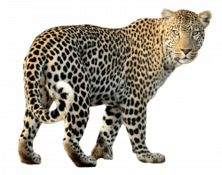 leopard png - Free PNG Images | TOPpng