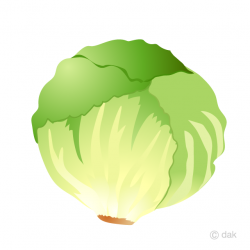 Lettuce Clipart Free Picture｜Illustoon
