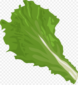 Iceberg lettuce Romaine lettuce Vegetable Clip art - Big Leaves ...