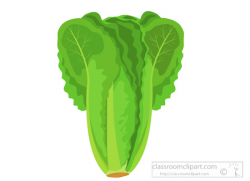 Vegetables : head-of-romaine-lettuce-clipart-318 : Classroom Clipart