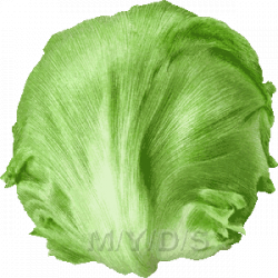 Lettuce Clip Art | Lettuce clipart / Free clip art | Fruits ...