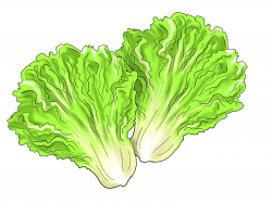 Fresh Lettuce Clipart Collection - Digital Clipart Collection