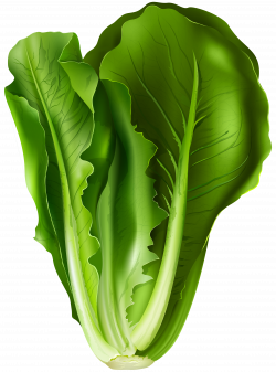 Lettuce PNG Clip Art Image | Gallery Yopriceville - High-Quality ...