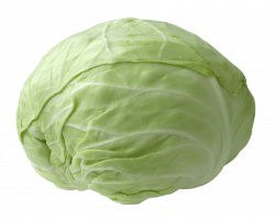 fresh cabbage png - Free PNG Images | TOPpng