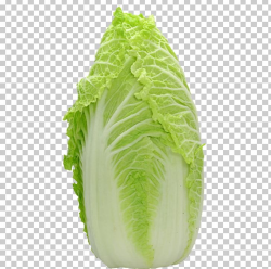 Chinese Cabbage Leaf Lettuce Vegetable Salad PNG, Clipart ...