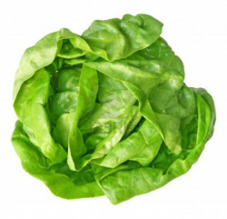 Lettuce free download clip art on clipart library - Clipartix