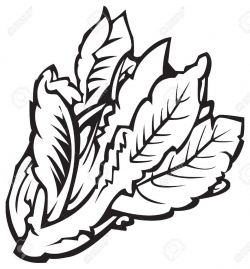 Lettuce Leaf Drawing at GetDrawings.com | Free for personal ...