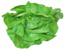 fresh lettuce png - Free PNG Images | TOPpng