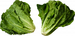 Lettuce Two | Isolated Stock Photo by noBACKS.com