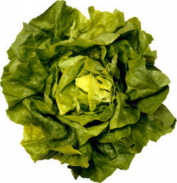 Fresh Green Salad transparent PNG - StickPNG