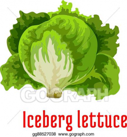 Vector Illustration - Iceberg lettuce vegetable icon with ...