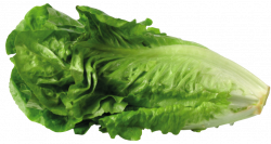 Green Lettuce PNG Picture | Gallery Yopriceville - High-Quality ...