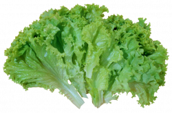 ForgetMeNot: Vegetables - lettuce