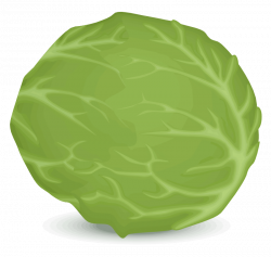 Iceberg lettuce clipart - Clipground