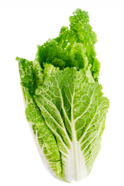 Lettuce Leaf PNG Image - PngPix
