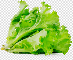 Plant Leaf clipart - Lettuce, Vegetable, Food, transparent ...