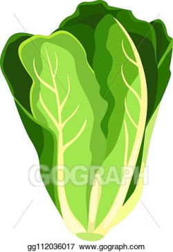 Vector Art - Romaine salad lettuce plant. nature organic ...