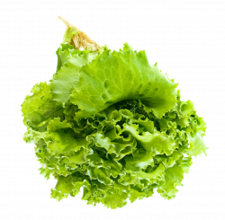 Salad Leaf PNG Image - PurePNG | Free transparent CC0 PNG Image Library