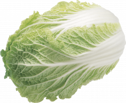 Lettuce Leaf transparent PNG - StickPNG
