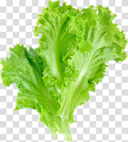 Green lettuce, Vegetable Lettuce , Salad Leaf transparent ...