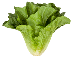 Romaine Cos Lettuce PNG Image - PurePNG | Free transparent CC0 PNG ...