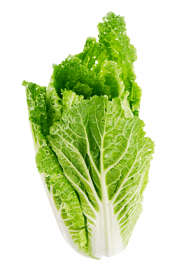 lettuce leaf png - Free PNG Images | TOPpng