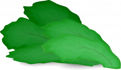 Clipart - romaine lettuce