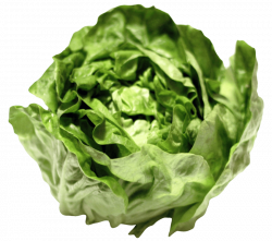 lettuce png - Free PNG Images | TOPpng