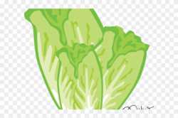 Lettuce Clipart Romaine Lettuce - Clipart Sawi, HD Png ...