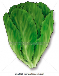 Romaine lettuce clipart image #35972